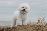 BICHON FRISE 072